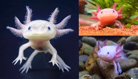 Love to play stupidly fun games. Axolotl Fish ... Real life Pokemon