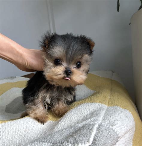 These unique puppies are well socialized, ready first set of shots healthy & utd on vaccines. Micro Teacup Yorkie Puppy for sale! Tiny!!! | iHeartTeacups
