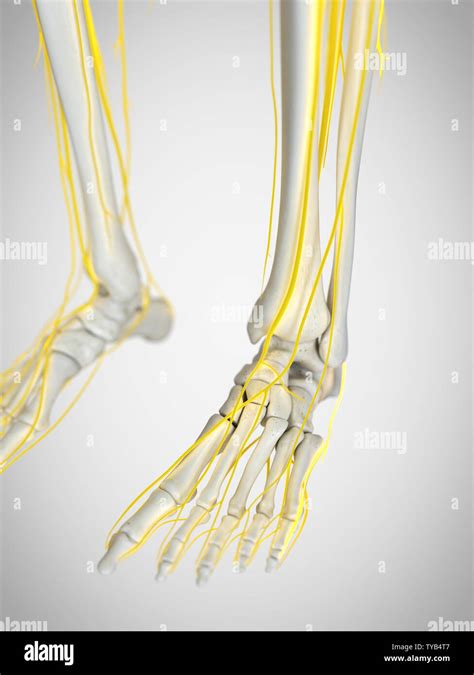 Human Leg Nerves Hi Res Stock Photography And Images Alamy