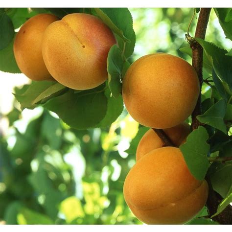 Prunus Armeniaca Golden Sweet Apricot Tree Store Tomorrows