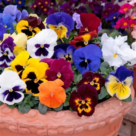 Zoom Gladiolus Flower Pansies Flowers Fall Flowers Summer Flowers