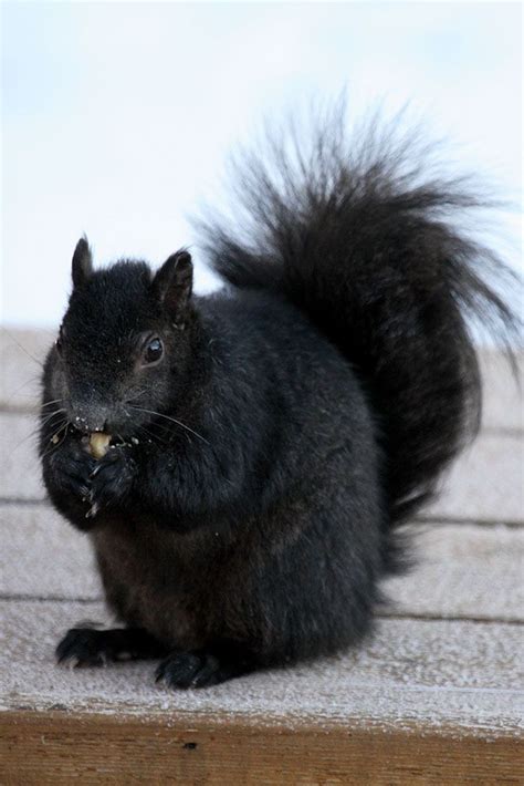 Meet The Black Squirrel ~ The Ark In Space Baby Animals Animals