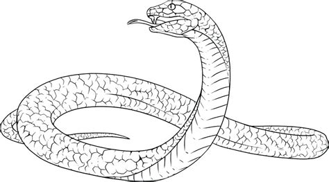 The black mamba's skin is not actually black, it gets its name from the colour of the roof of its mouth. King Cobra Snake Drawing at GetDrawings | Free download