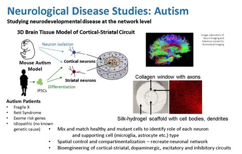 Autism Initiative For Neural Science Disease And Engineering