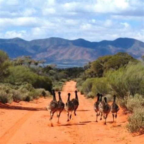 Emus In The Outback Western Australia Travel Outback Australia