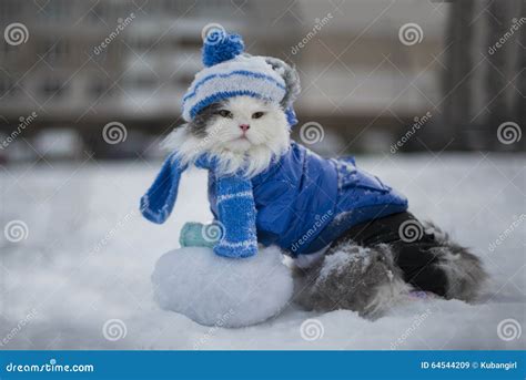 Cat Playing In The Snow Frosty Day Stock Image Image Of Output