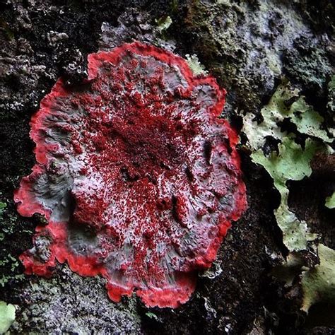 Lichen Mushroom Fungi Fungi Lichen Moss