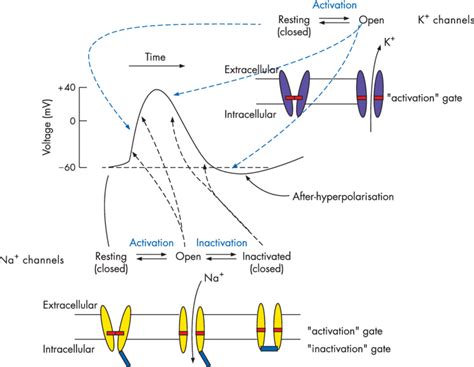 A Diagrammatic Representation Of The Action Potential And Associated