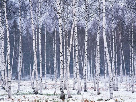 Free Download Wallpapers Snowy Forest Wallpaper Snow Covered Trees