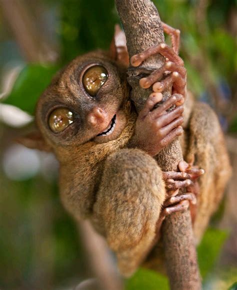 A Small Brown Animal Sitting On Top Of A Tree Branch With Its Eyes Wide