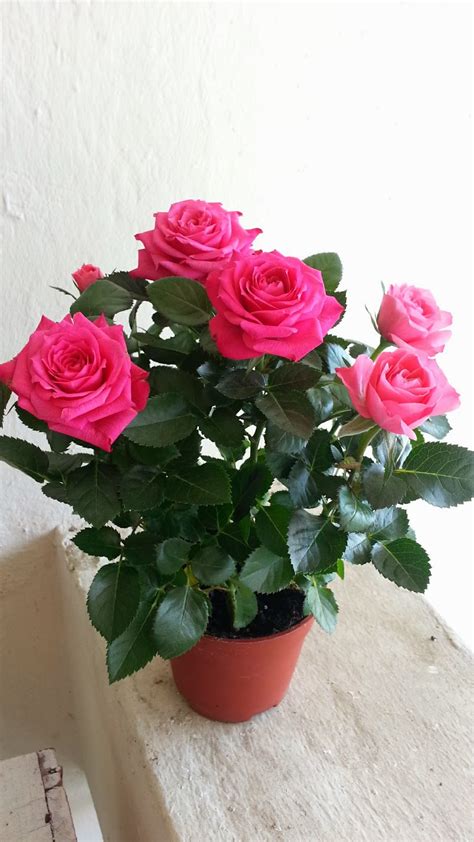 Gambar Bunga Ros Yang Cantik Terbaru