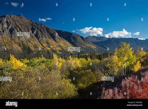 Autumn Colours On The South Klondike Highway Nr Tagish Lake With