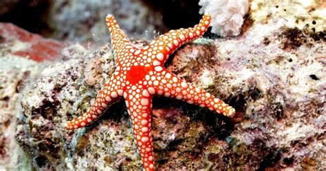 Are Starfish Reef Safe 5 Examples Of Reef Safe Starfish
