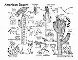Desert Drawing Animals Draw Ecosystem Coloring Habitat Biome Pages Grade American Habitats Lessons Exploringnature sketch template