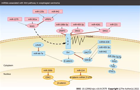 Roles Of Wnt Catenin Signaling Pathway Related Micrornas In Esophageal Cancer