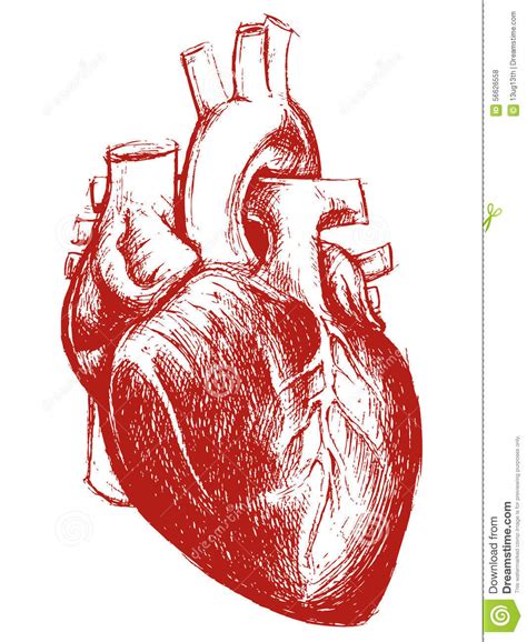 Human Heart Drawing Line Work Stock Vector Image 56626558