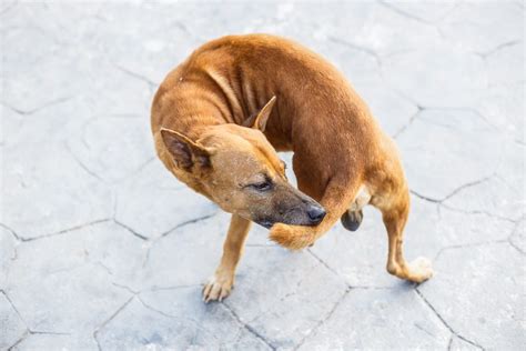 ¿Por qué el perro se muerde la cola compulsivamente?