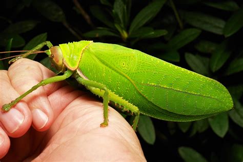 Giant False Leaf Katydid Pseudophyllus Titan Pseudophyll Flickr