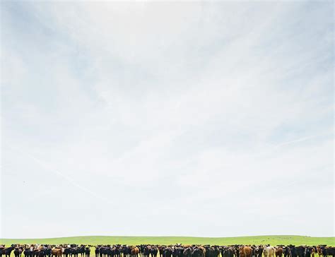 herd of cows in field landscape digital art by jlph fine art america