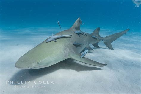Lemon Shark With Live Sharksuckers Echeneis Naucrates Bahamas