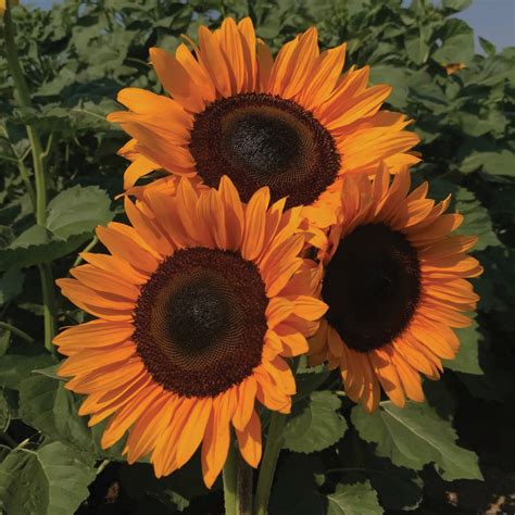 Procut Orange Excel Sunflower Seed Territorial Seed Company