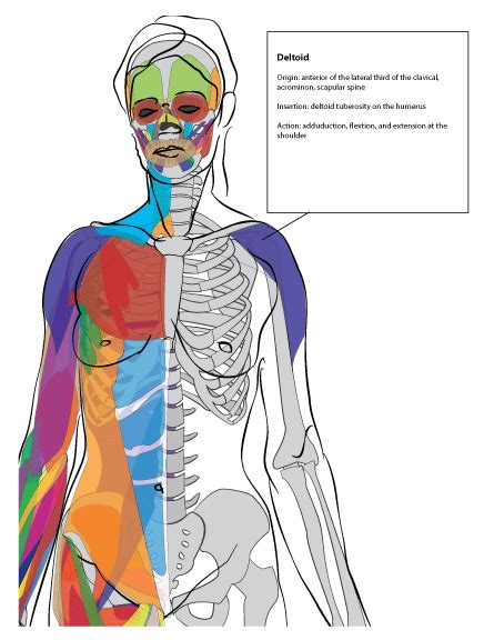 As you improve, start to abstract the skeleton and muscles. Paint Draw Paint, Learn to Draw: Anatomy Basics:The deltoid