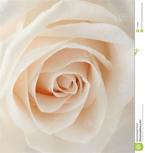 White Rose Closeup Stock Image Image Of Rosa Beautiful