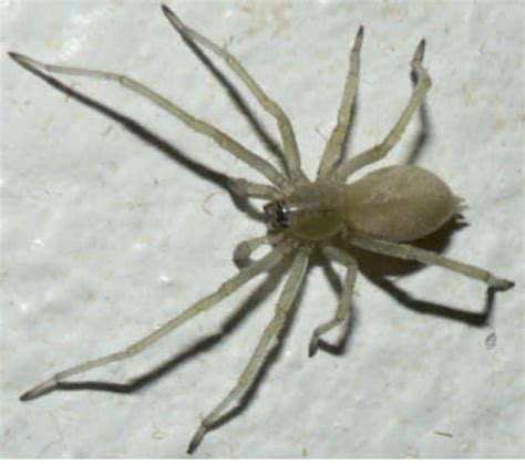 Male Cheiracanthium Mildei Long Legged Sac Spider In Bowmanville