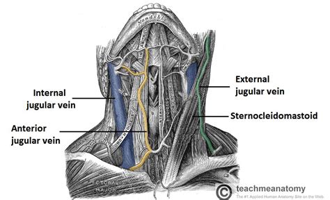 Venous Drainage Of The Head And Neck Dural Sinuses Teachmeanatomy