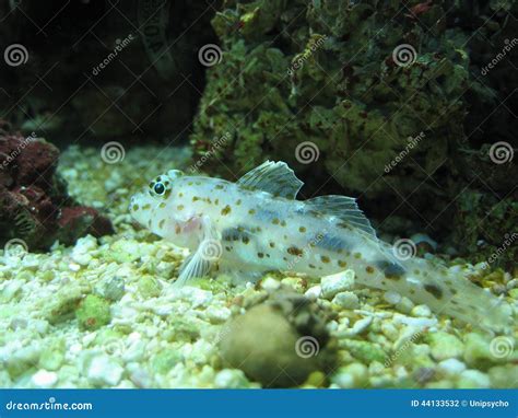 White Spotted Goby Reef Fish Stock Photo Image Of Marine Fins 44133532