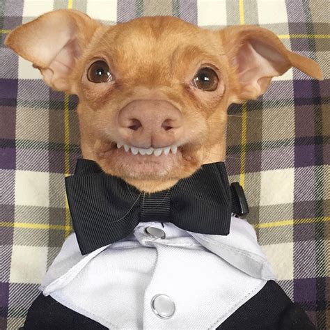 Meet Tuna The Cutest Dog With An Overbite