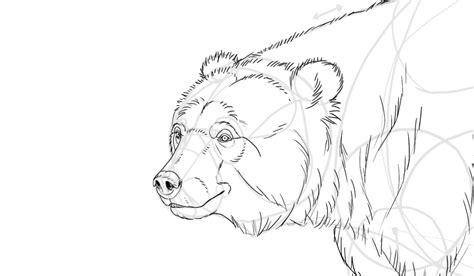 I got some drawings done on. Bear Realistic Drawing | Drawing Skill