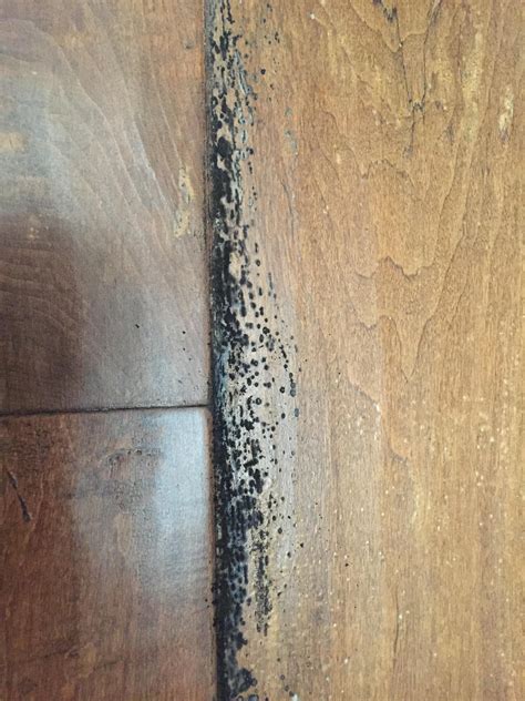 I Found These Mysterious Black Spots On My Hardwood Floor They Are Not