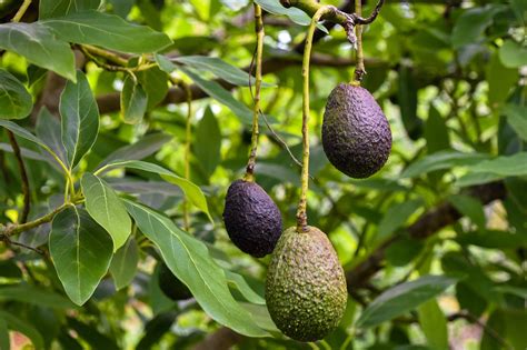 Avocado Tree Grafted Free Cold Tolerant When Sizes Available For