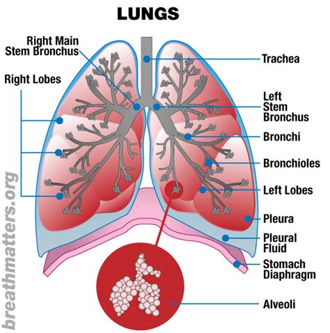Human Respiratory System Theschoolrun