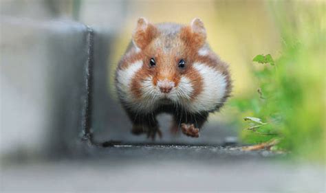 Wild European Hamsters Can Make Anyones Day Better 42 Pics