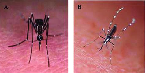 3 Adults Of Aedes Aegypti A Photo R Irdjean Pierre Hervy And Aedes