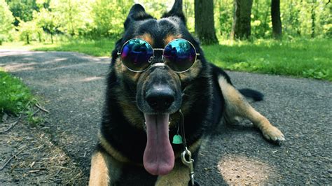 Desktop Wallpaper German Shepherd Dog Sunglasses Funny Hd Image