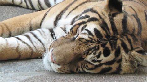 Zoo Animals How Do Tigers Sleep Youtube