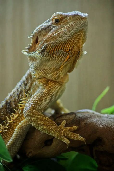 Male Vs Female Bearded Dragons Difference And Comparison