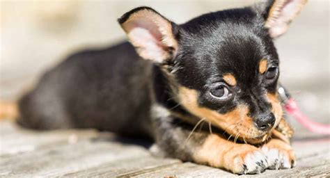 Black And Tan Dog Breeds The Top Gorgeous Dark Colored Pups