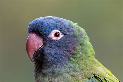 Blue Crown Conures Stock Photos Pictures And Royalty Free Images Istock