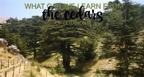 Gill D Achada What Can We Learn From The Cedars Of Lebanon