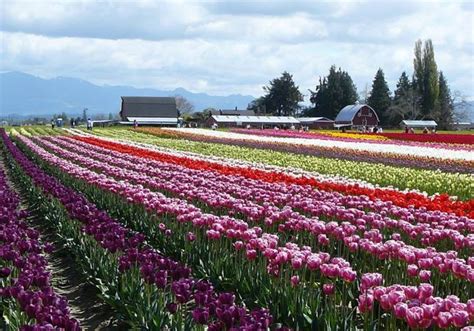 Tulips Field Washington State Pictures Photos And Images For Facebook