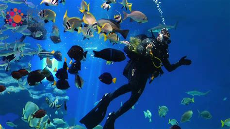 Underwater Observatory In Eilat Israel Youtube