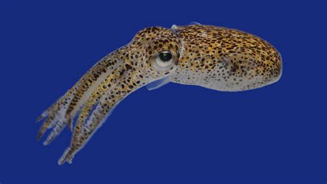 Hawaiian Bobtail Squid Coastal Waters Octopuses And Kin Euprymna