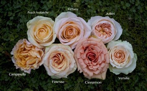 Varieties Of Peach Roses Garden Roses Wedding Flowers