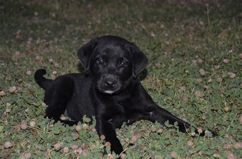 female akc black lab puppies labrador retrievers  emmett idaho idaho akc labs gun