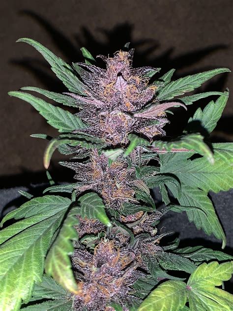 Harvest Day For My Tiny Fast Flowering Purple Monster 56 Days From
