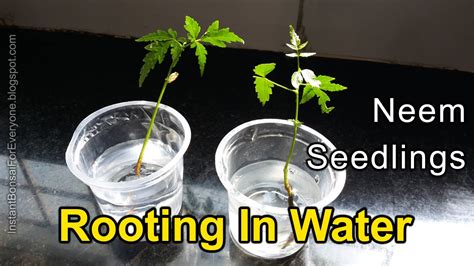 How To Grow Neem Tree Roots In Water Youtube